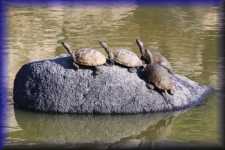 Schildpadden